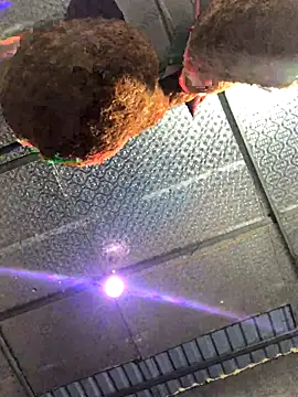 leehank01 online show from November 2025 04:03:01 PM