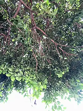 Boy hot- online show from February 2026 08:09:02 PM