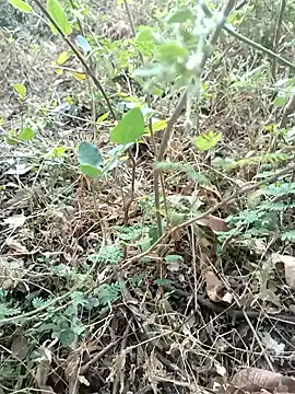 Snapshot of Hot_Love77 chatting on December 2025 03:45:02 AM Hot Love77 online show from December 2025 03:45:02 AM