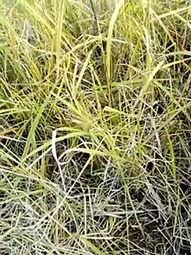 Snapshot of beba1100 chatting on November 2025 08:36:02 AM beba1100 online show from November 2025 08:36:02 AM