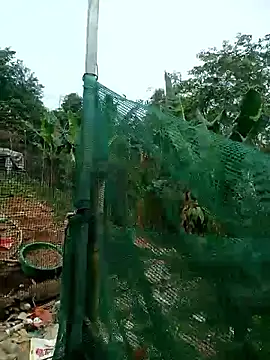 congchua977 online show from March 2026 02:58:01 AM