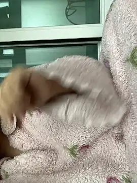 wjddjwjd online show from February 2026 11:52:01 PM