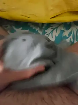 Snapshot of birzevkmeselesi chatting on February 2026 08:57:02 PM birzevkmeselesi online show from February 2026 08:57:02 PM