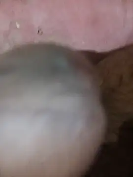 88SHXX online show from March 2026 05:41:02 PM