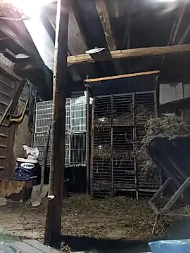 sarpe4 online show from March 2026 04:58:02 PM