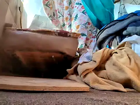 klamper online show from January 2025 07:42:02 PM