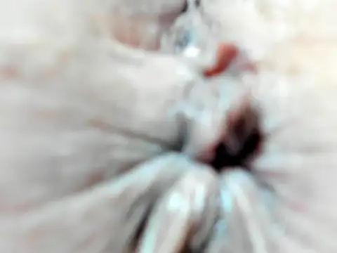 Snapshot of foxy-porn1 chatting on February 2025 09:07:02 PM foxy-porn1 online show from February 2025 09:07:02 PM