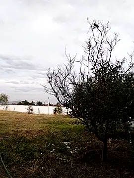 Chacal Armyy online show from March 2026 11:20:01 PM