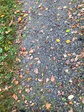 Snapshot of hamstergrabben chatting on October 2025 11:50:01 AM hamstergrabben online show from October 2025 11:50:01 AM