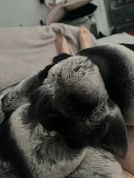 Furdale online show from December 2024 11:17:01 AM