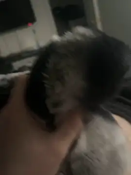 Furdale online show from January 2025 03:26:01 PM