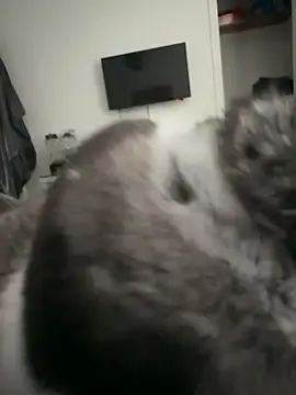 Furdale online show from September 2025 04:31:02 PM