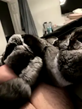 Furdale online show from November 2025 05:17:02 PM