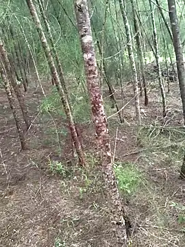 Gopal1243 online show from October 2025 04:46:02 AM