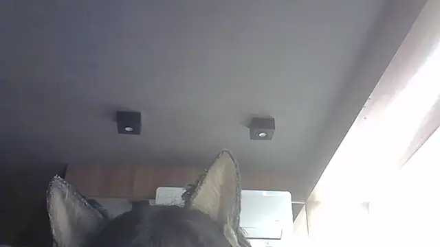 Skinny-Kitten online show from February 2026 02:03:01 PM